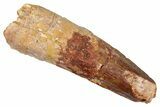 Fossil Spinosaurus Tooth - Real Dinosaur Tooth #273787-1
